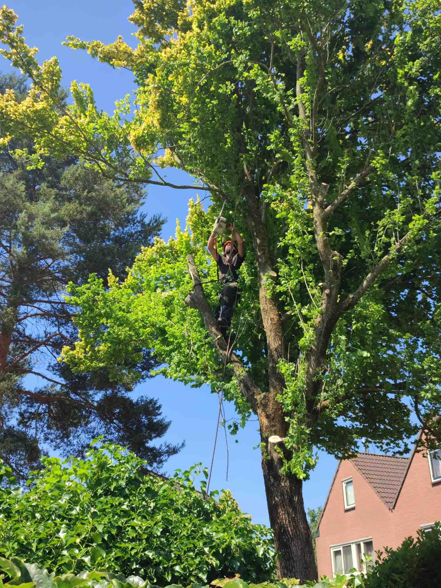 001-ikwilvanmijnboompjeaf zagen-boom